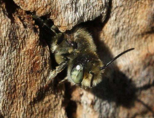 Réf. 200 816 : Megachile sp.